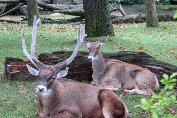 我国珍稀动植物有哪些?