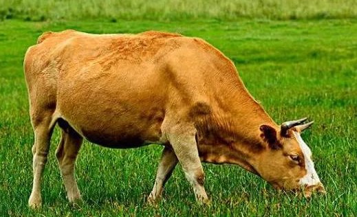 点滴归公打一个动物