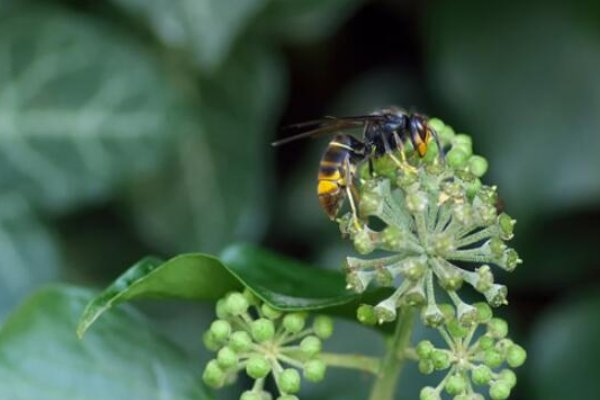哪些蜜蜂最毒？