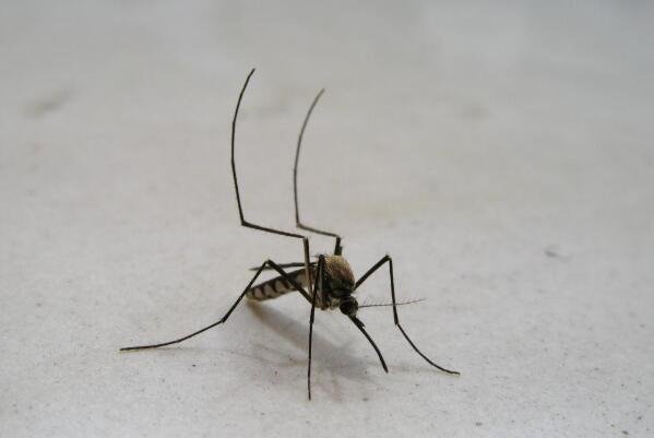 为什么关灯能听到蚊子叫，开灯就听不见了？