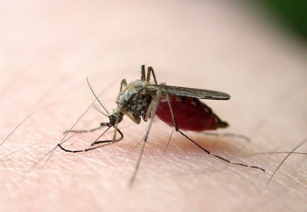 多地气温超41℃，蚊子会被“热”死么？