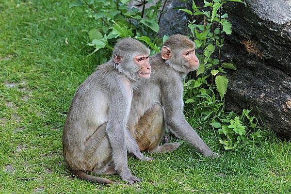 相关研究表明猴子或将很快到地面生活，是被生活所迫吗？