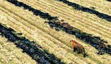 专家解读野生东北虎为何现身村庄，后续要如何避免此类事件？