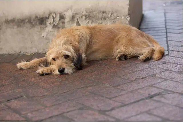 黑龙江一女子阻拦两男子持棍打狗：打狗要遭报应的，此事最终是如何解决的？