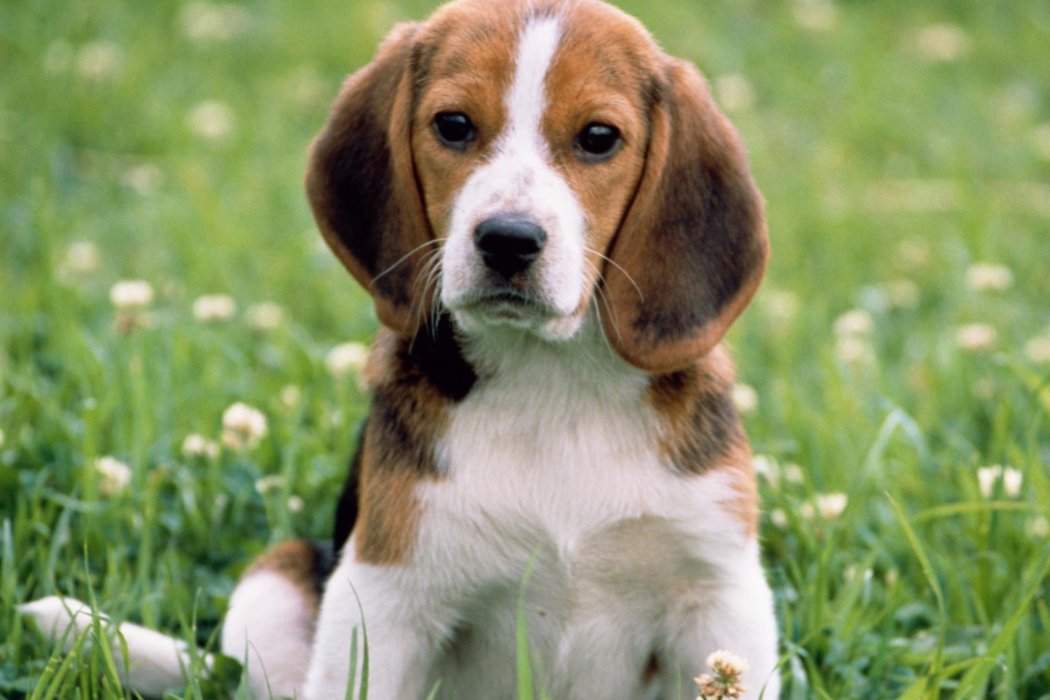 亭亭玉立解什么生肖