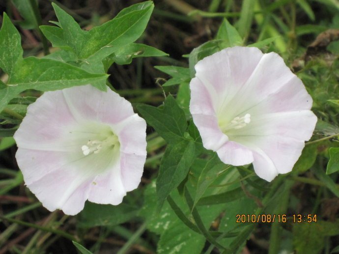 面根藤的生药材鉴定