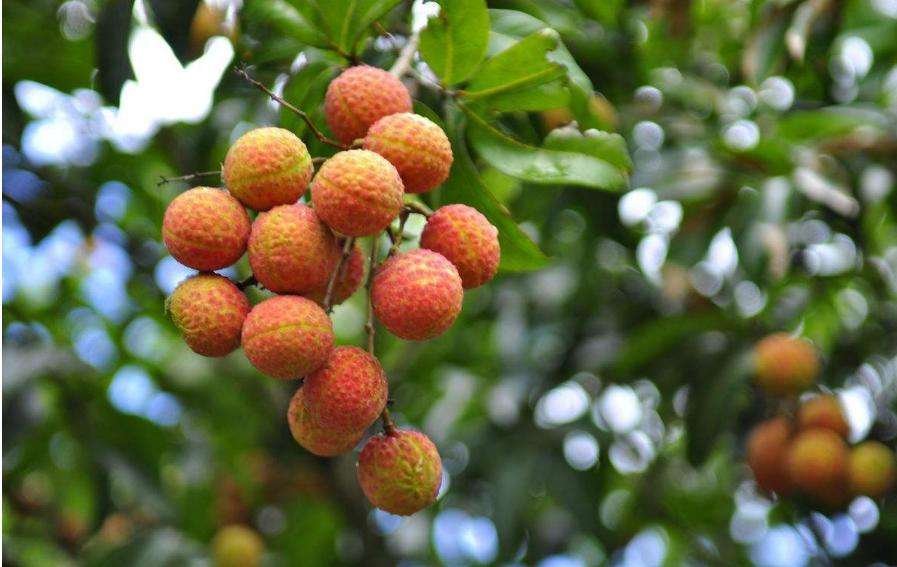 广西一大学结满水果学生随便吃引热议！这是你的梦中情校吗？