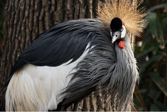 飞禽走兽的意思怎么解释