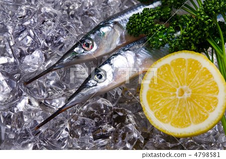 鹤嘴鱼的生活习性