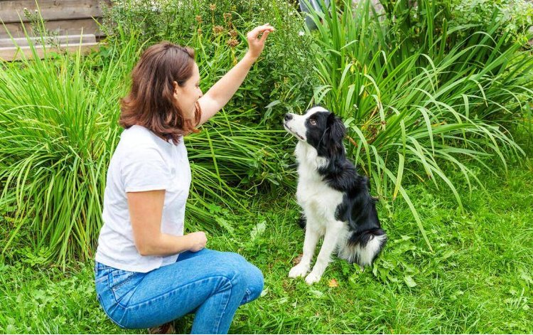 牵犬师是做什么的