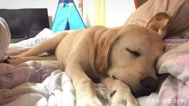 很多人养狗狗会让它上床,你怎么看?