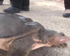 46斤百年巨鳖上岸被捉，捉到巨鳖的村民是怎么处理此鳖的？