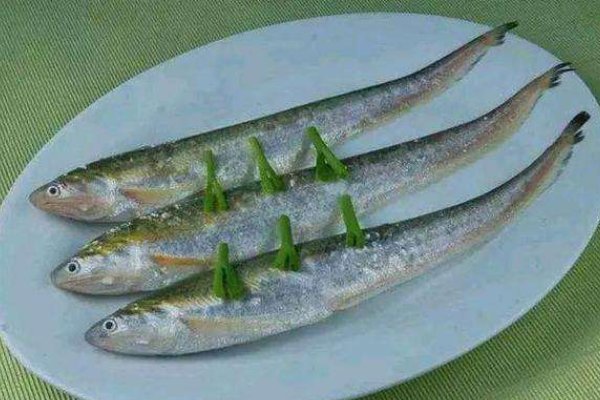 黄河鱽鱼现身黄河口,我们该怎样做,才能保护好动物?