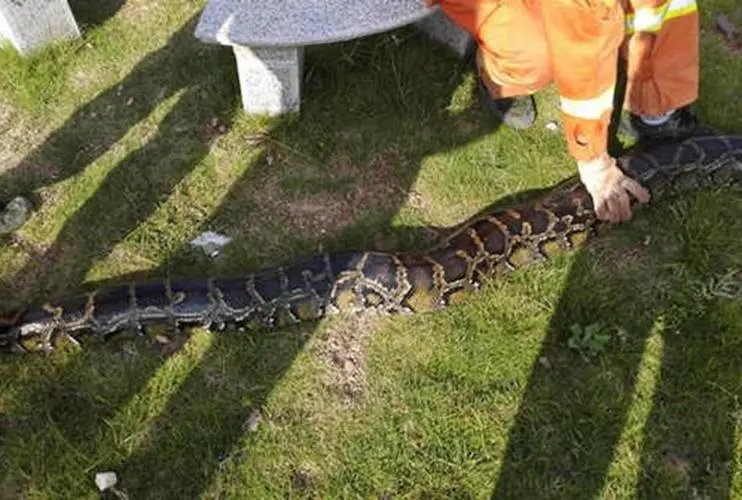 广东一工地碎石堆掉出50多斤重大蟒蛇，这蛇从何而来？