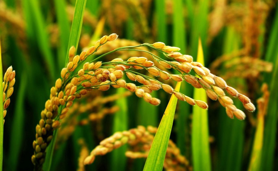 大溪文化居民以什么作为农业