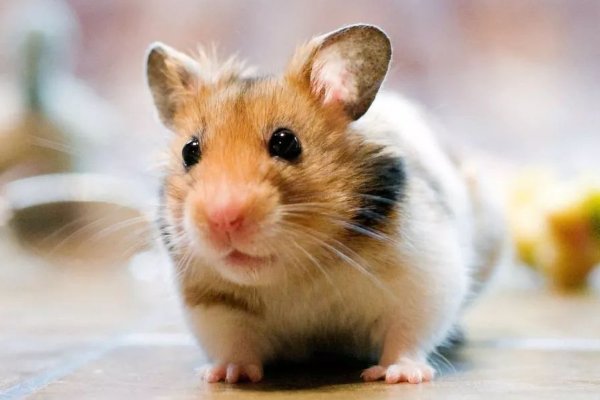 恸哭流涕打一生肖是什么