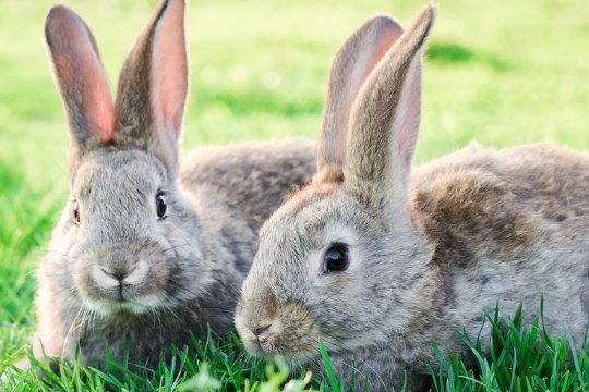 月晕主风是指哪个生肖