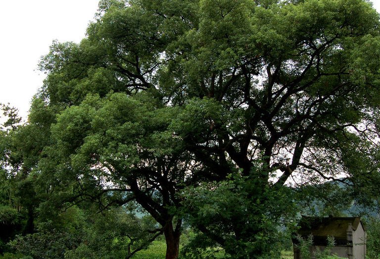 香樟树的特点是什么？