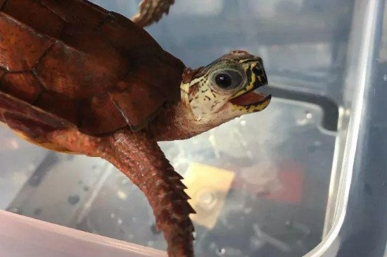 枫叶龟为什么叫暴毙王