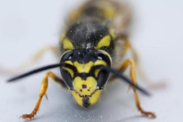 哪些蜜蜂最毒？