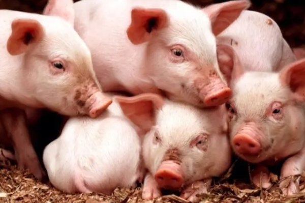 周游列国什么意思打一生肖