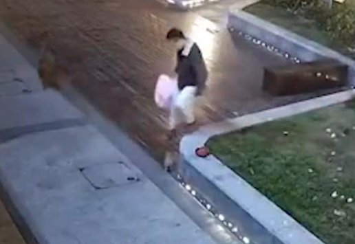 无锡一遛狗未牵绳男子街头虐猫，从他的行为中暴露出了哪些人品问题？