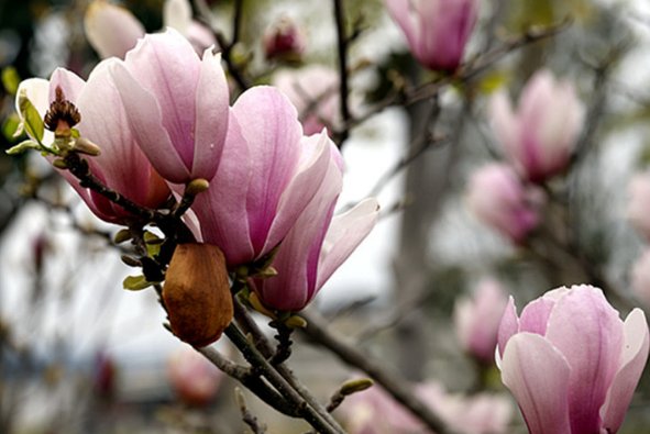 在自然界中,满江红是指