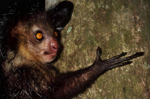 杂乱无章比喻什么动物和生肖