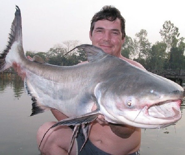 食木甲鲶鱼的刚抓获的食木鲶鱼