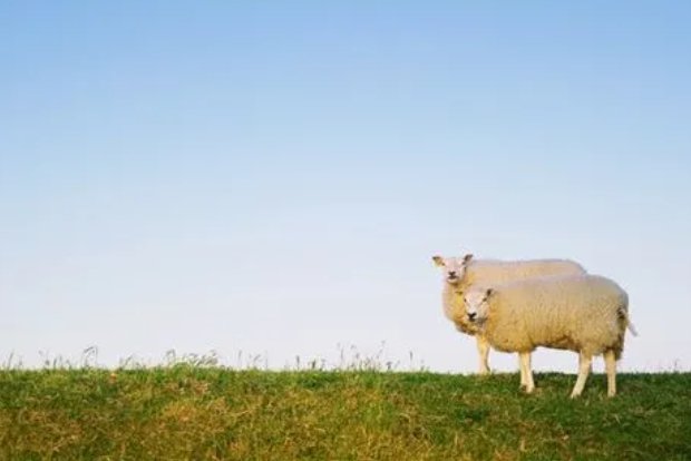 忆昔抚今是什么动物