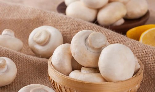 口蘑中的口字,来源于