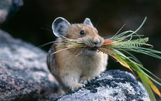 节俭力行是什么生肖?