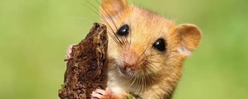 煽风点火打一生肖