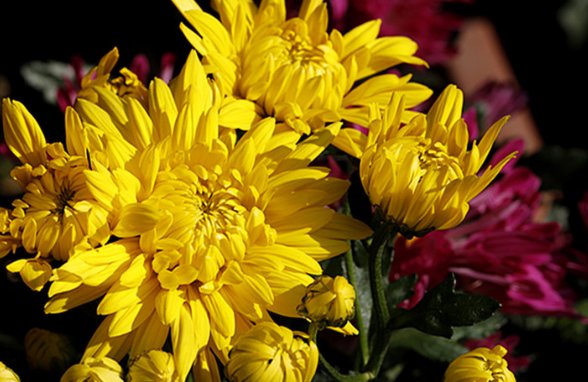 在自然界中,满江红是指