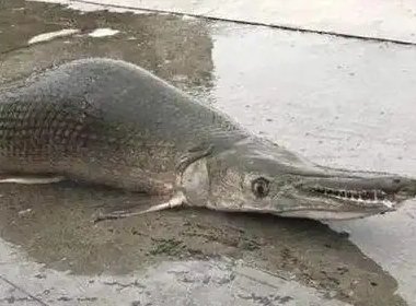 宁夏银川再现鳄雀鳝踪迹，为何会有这么多的鳄雀鳝出现？