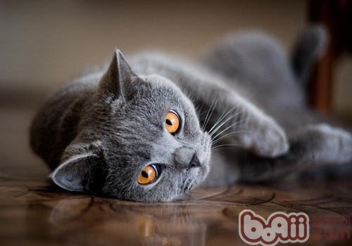 猫咪有多少颗牙齿？