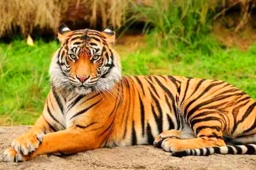 为什么老人说不能虎年生孩子