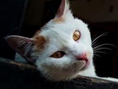 为什么正月初一到初九分别为鸡鸭狗猪羊人马