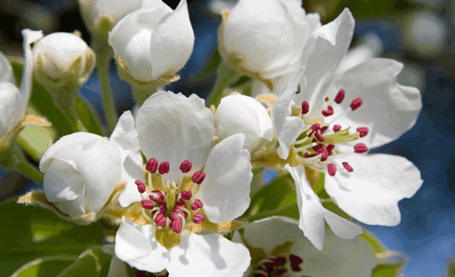 梨花长什么样子