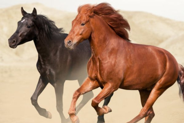 再三再四打一生肖动物