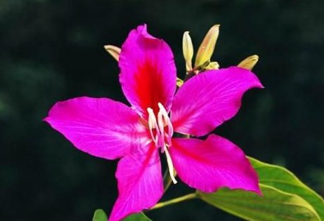 香港的市花为什么是紫荆花?