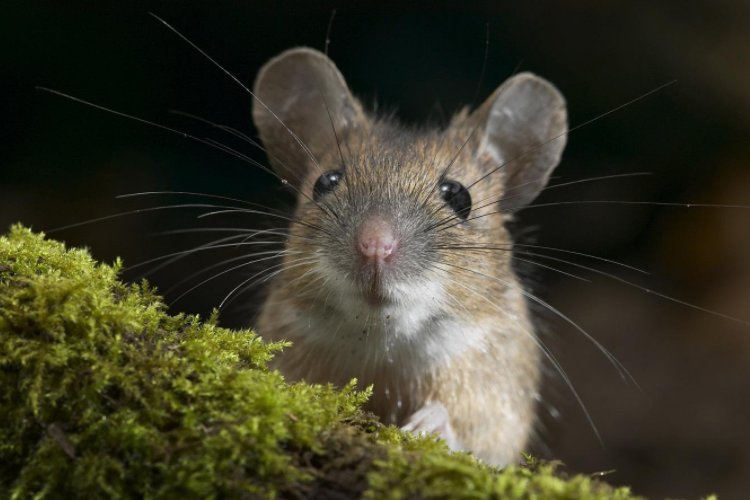 目光如豆打一生肖是什么