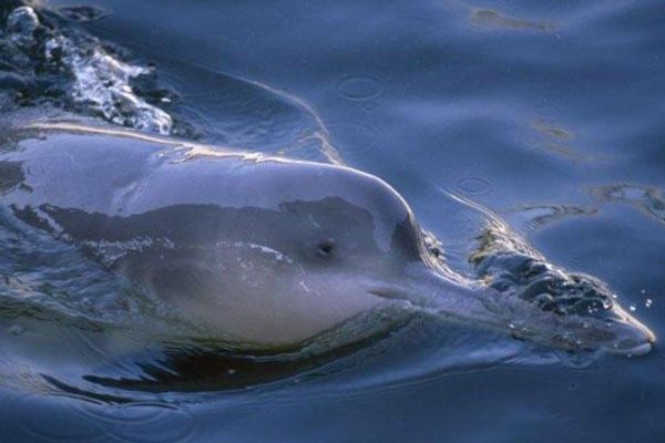 我国珍稀动植物有哪些?