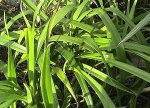 一个草字头一个官