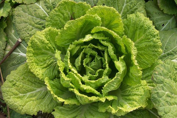 沃尔玛3238元白菜系孩子恶搞!该如何教育熊孩子?