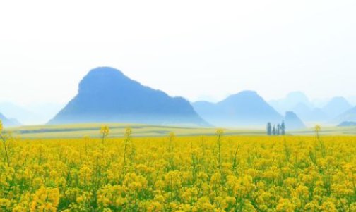 满地黄金春风拂什么意思