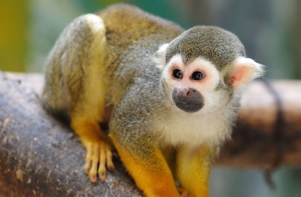 年老色衰什么动物