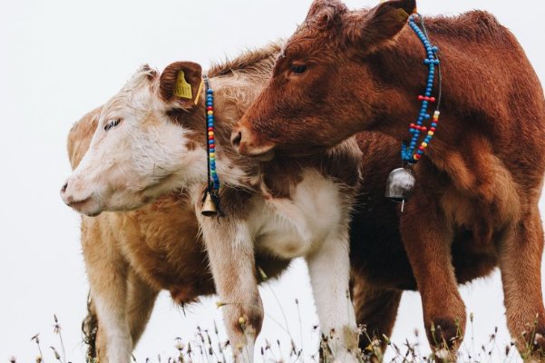 黑牛白角比喻什么生肖