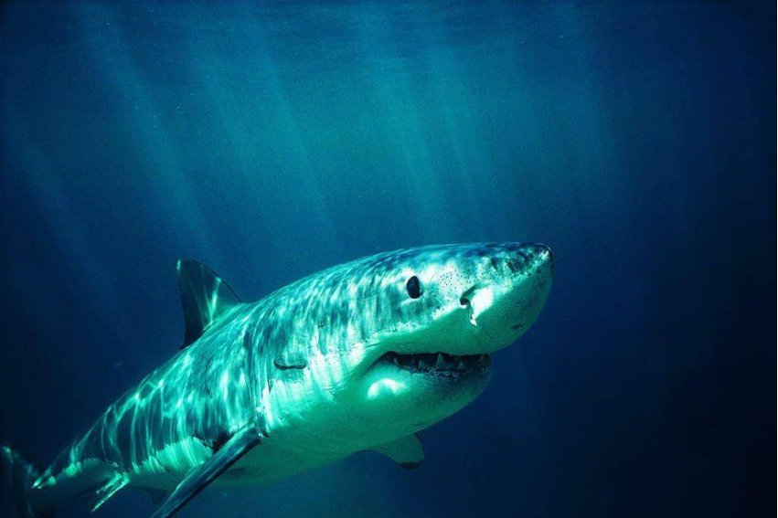 在大海中谁有海中狼的称号