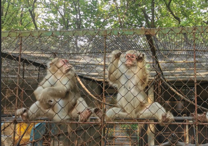 专家揭秘南宁动物园“不正经动物”：属于应激反应，什么导致了应激反应？